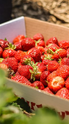 In this episode of DAFT: Dumb Apple Farmer Talks, we’re going back to the first time we planted our strawberry patch! 🍓 And we get to meet Kyle & Sam, the beauty and brains of our farming operation. 🧠💪🏻✨ As Paul explains to us, getting into the strawberry business isn’t just about aiming to make our lives 10x harder, it’s also about increasing diversity in our operations 🌱♻️🌍 Which, spoiler alert: came at a good time since we planted this crop right before the 2020 pandemic hit and Paul’s 