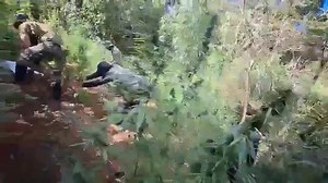 P4.8 M MARIJUANA PLANTS SET ABLAZE IN BENGUET In a joint Marijuana eradication campaign by PDEA Cordillera Land Transportation Interdiction Unit (LTIU) and Kibungan Municipal Police Station, worth P4,880,000.00 Marijuana plants were destroyed at Badeo, Kibungan, Benguet on October 16-17, 2025. Approximately 24,400 marijuana plants are spread throughout five (5) plantation sites, covering an estimated 2,500 square meters of land. All the uprooted Marijuana plants were torched on the spot. While n