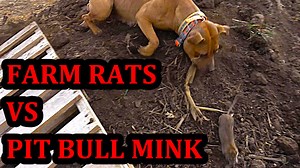 Ratting at a New Farm! | Joseph Carter Minkman