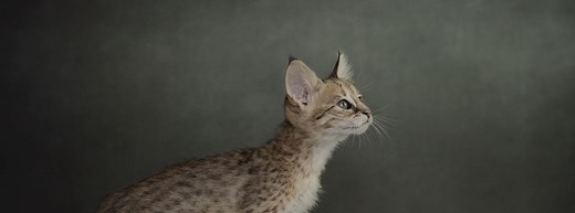 Serval kopen | Rasvereniging Savannah Kat | Serval kittens
