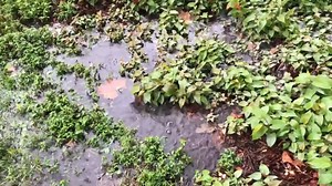 Weather Warn Day: Here's a look around Harrisburg as heavy rain hits the area. What are you seeing where you are? Send us your photos and videos on Chimein and you may see them on air! Click the link below to show us. https://local21news.com/chimein | Local 21 CBS News, WHP Harrisburg