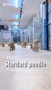 11 reactions | Parti Standard poodles  Pure bred. Hypoallergenic. Friendly. Loving. Obedient ❤️ They have little tuxedo and little socks.. daddy is pure white beautiful show lineage standard poodle. Mummy is Parti red and white. Pm us for more info | Pawfessional | Facebook