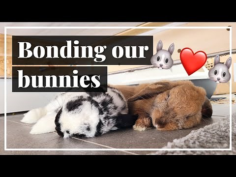 Turning Hate Into Love | Bonding Our Aggressive Rabbits