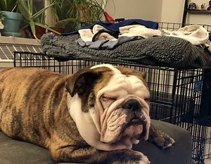 7 Most Common English Bulldog Allergies | The Bulldog Blog