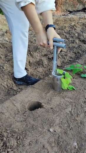 Using a Stainless Steel Seedling Transplanter for Easy Planting | Agricultural Tool Demo