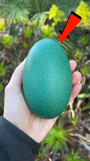 Bird Eggs So Giant… They Look Fake 😱🥚