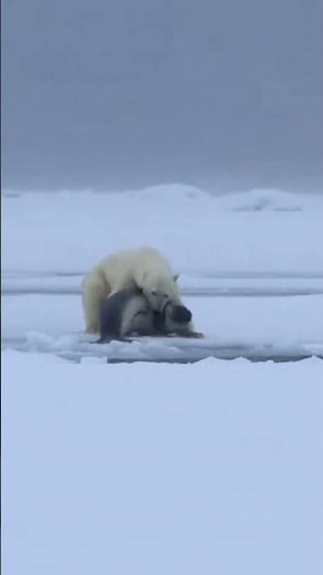 Polar Bear Ambushes Seal in Blizzard – Brutal Arctic Hunt 🐻‍❄️ | Dodo Animals