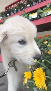 ➡️Your first trip to a pet friendly store should be planned for! There are several things that will be new for your puppy that may intimidate or create nervous feelings. This is their first solo event and everything is new! Here are some things to remember: 1️⃣. They will be totally distracted. 2️⃣. They have never done this before 3️⃣. The view is VERY different at their eye level. Their peripheral vision is 270 ours is 190 they see things very differently. 4️⃣. The automatic doors are scary to