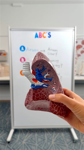 Kristine Tuttle on Instagram: "ABC’s of Prioritization🫁💨🫀⁠ ⁠ Use the ABCs to decide what to assess or treat first — it’s your guide in emergencies, patient assessments, and exam questions!⁠ ⁠ #1 Airway – Can air get in and out?⁠ #2 Breathing – Is the patient breathing effectively?⁠ #3 Circulation – Is blood moving where it needs to go?⁠ ⁠ When in doubt ➡️ Always start with what’s life-threatening!⁠ ⁠ #nursingschool #nclex #nursingstudent #nursingtips #BSN #RN #LPN"