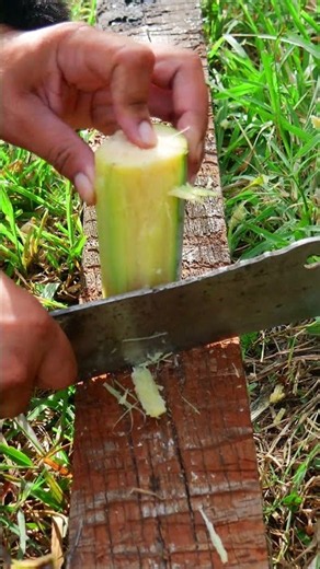 ASMR peeling sugar cane part69 #satisfying