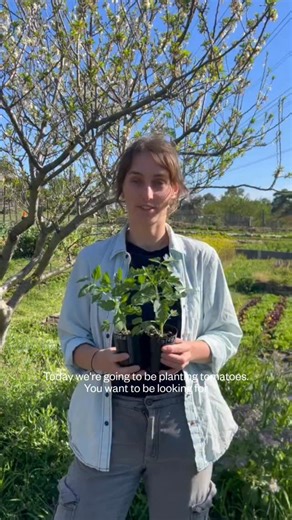 Down at Honey Lane, Farmer Luci’s tucking the tommies in for another big season. 🍅☺️ Before they even hit the soil, seedlings get a big drink — well-watered roots make for a smooth move into the garden. Then it’s all about space (50 cm apart so they’re not fighting their neighbours) and depth — we plant them past the first couple of leaves to encourage strong, deep roots. Those buried stems will sprout new roots and grow into absolute powerhouses. Tomatoes are a whole thing — watering, feeding,