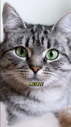 How Cats Say Meow in 30 Languages – The Ultimate Multilingual Meow-Off!