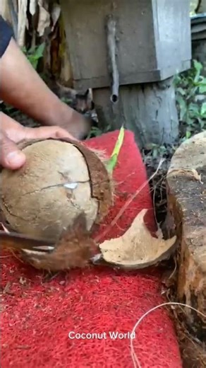 Rare Coconut Peeling Technique You’ve Never Seen!#asmr #satisfying #coconut