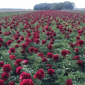 Peony Red Charm in full swing! . . Peony Shop Holland www.peonyshop.com . . #redcharmpeonies #peonyfield #peonyseason #peonyshopholland #peonyshop #peony #peonies #pivoines #pion #pions #rhizomes #peonyroots #peonyflowers #redpeonies #redflowers #luxuryflowers #peonynursery #peonyfarm #pioenen #pioenrozen #pfingstrosen #pivoine #peonie #peonia #instared #instapeonies #instagood #instafeel #netherlands | Peony Shop Holland