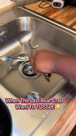 Boiling Live Blue Crabs: A Seafood Adventure