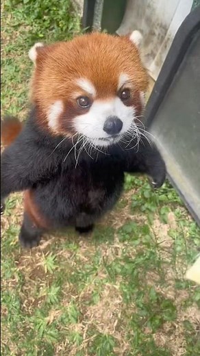 Red pandas look cute, But these 5 fun facts will totally surprise you