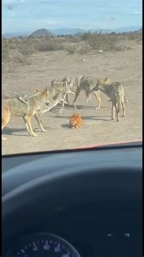 Cat saved from a coyote pack | AI Dog Scientist