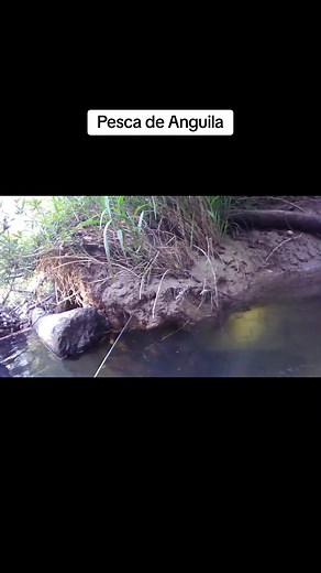 Pesca de Anguila: Técnicas y Momentos Inolvidables