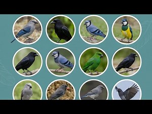 The most Smartest Birds in Nature (4K) 🐦‍⬛