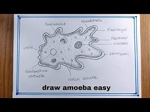 Amoeba Drawing/How To Draw Amoeba Easy