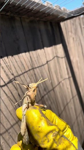 Caught a giant locust 🫣🦗#locusts #insects #gardenlife #garden #hunting #top #videooftheday