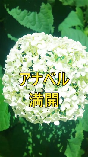 A Scenic Masterpiece in Gunma! This Sea of Pure White Hydrangeas is Unreal… [Maebashi City, Ogiku...