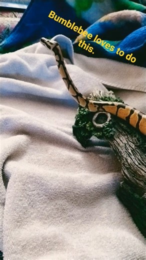 Bumblebee likes her log 🐝🖤💛 #ballpython #cute #snake #snakelovers #educational #facts