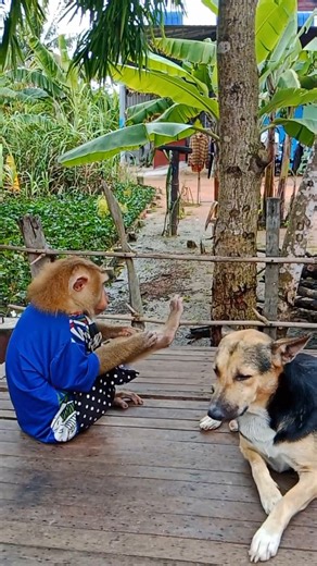 38K views · 916 reactions | Funny Monkey Playing Happily with a Dog – Cutest Duo Ever #reelsvideo | SR Baby Monkey | Facebook