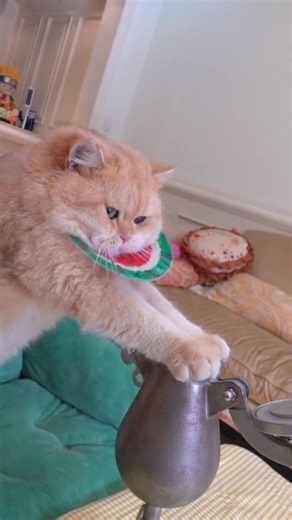 I like cooking kittens.#cat #pet #cute #cookingcat