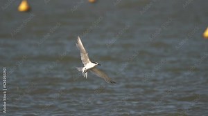 Sandwich Terns (Thalasseus sandvicensis) flying above the sea