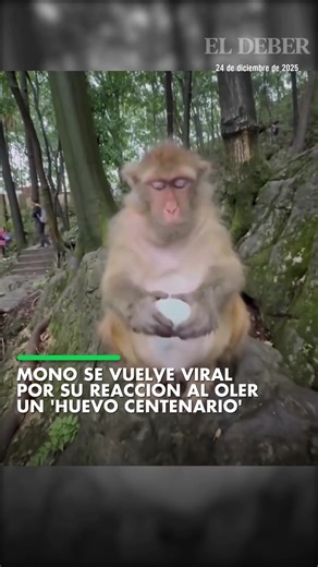 Mono reacciona al 'huevo centenario' en video viral