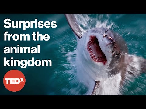 TEDx's wildest animal talks