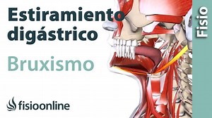 Ejercicio de estiramiento del músculo digástrico para el bruxismo.