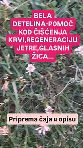 1.2K reactions · 12 comments | Lekovita svojstva bele deteline:...