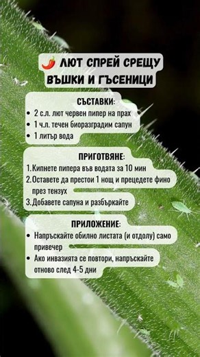 Домашен лют спрей срещу листни въшки и гъсеници 🌶️🌿
