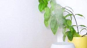 Active Natural Essential Oil Diffuser Stock Footage Video (100% Royalty-free) 1085416388 | Shutterstock