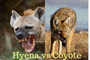 Hyena vs Coyote [Differences & Strength Comparison] | Earth Eclipse