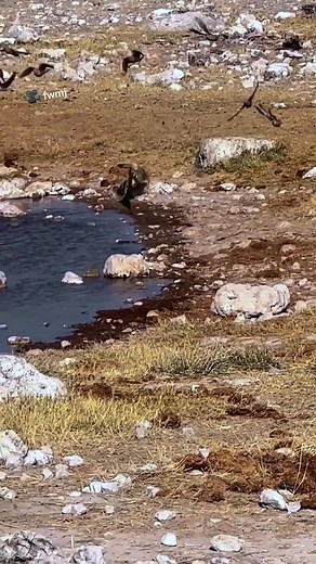 55K views · 275 reactions | Hunting Skills of an African Wild Cat! ( fwmj) | Abd - All Breed Dogs | Facebook