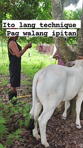 27K views · 62 reactions | Technique kpag walang ipitan #cow #technique #livestock #farmingtips #livestockfarming #injection #vitamins #fyp #viralreels #trendingreels | Jasmin Trinidad | Facebook