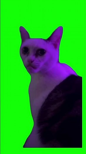 Staring cat meme Green Screen