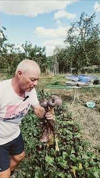 How to grow beautiful red beets in your garden?