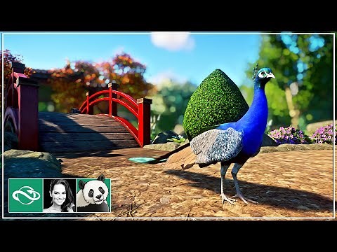 I Built a Stunning Peafowl Walkthrough Habitat in Planet Zoo