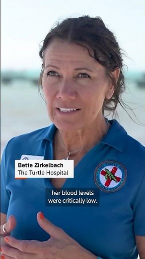 'Molly' the turtle released back to sea after recovery