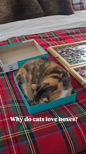 309K views · 1K reactions | Why do cats like boxes?  #catsandboxes #catfacts #catsofinstagram #factsaboutcats #catsoffacebook #cats101 | oreoandpumpkinspice | Facebook