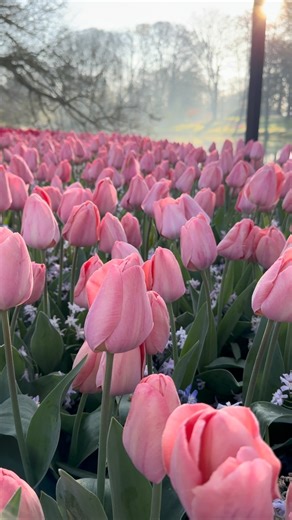 🇳🇱DutchExperienceTour.com 🚴 Irene Kraak on Instagram: "🎄In the Netherlands we celebrate two days of Christmas. ✨🎅🏻 So happy second Christmas Day❤️ www.tulipbicycletour.com www.dutchexperiencetour.com #dutchexperiencetour #christmas #celebrate #family #keukenhof"