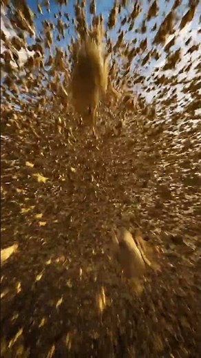 A Plague of Locusts in Flight! 😱 #shorts #locusts #wow| Insect World