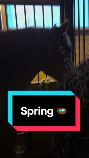 Spring Shedding Tips for Equestrians