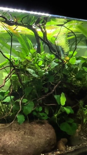 Natural aquarium setup🌿🍂❤️ #aquarium #tank #aquascape #fish #acuario #nature #fishtank