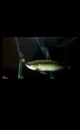 🐉 Jardini Arowana – Australian Dragon Fish