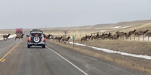 Wow! Giant herd of elk caught on camera crossing Montana highway